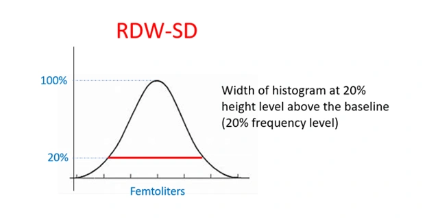 What RDW SD Measures